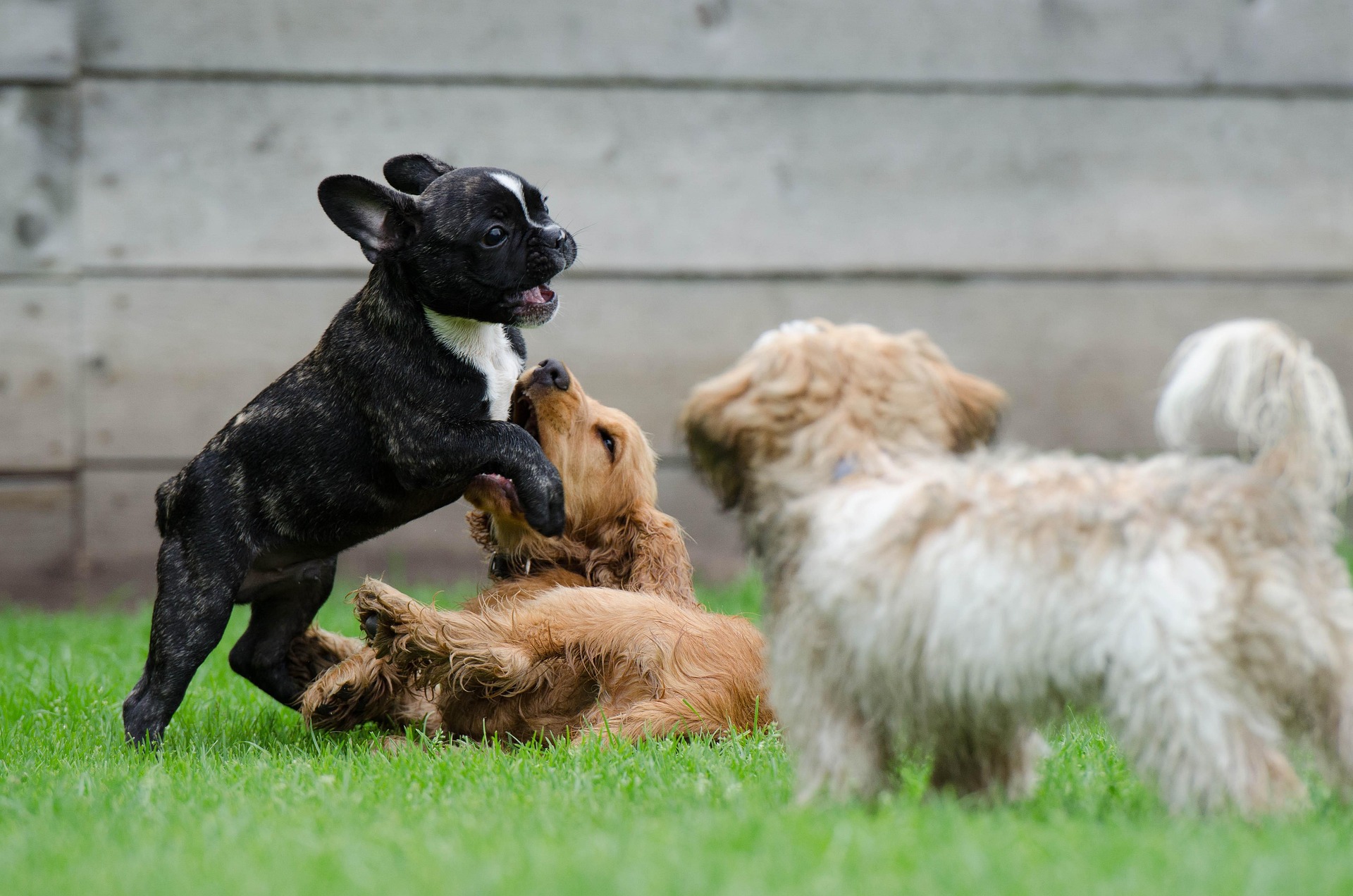 Acompañando el crecimiento de tu Cachorro desde un Enfoque real.